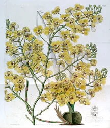 Chelyorchis ampliata (als syn. Oncidium ampliatum)